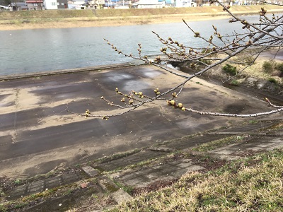 桧木内川堤のソメイヨシノ