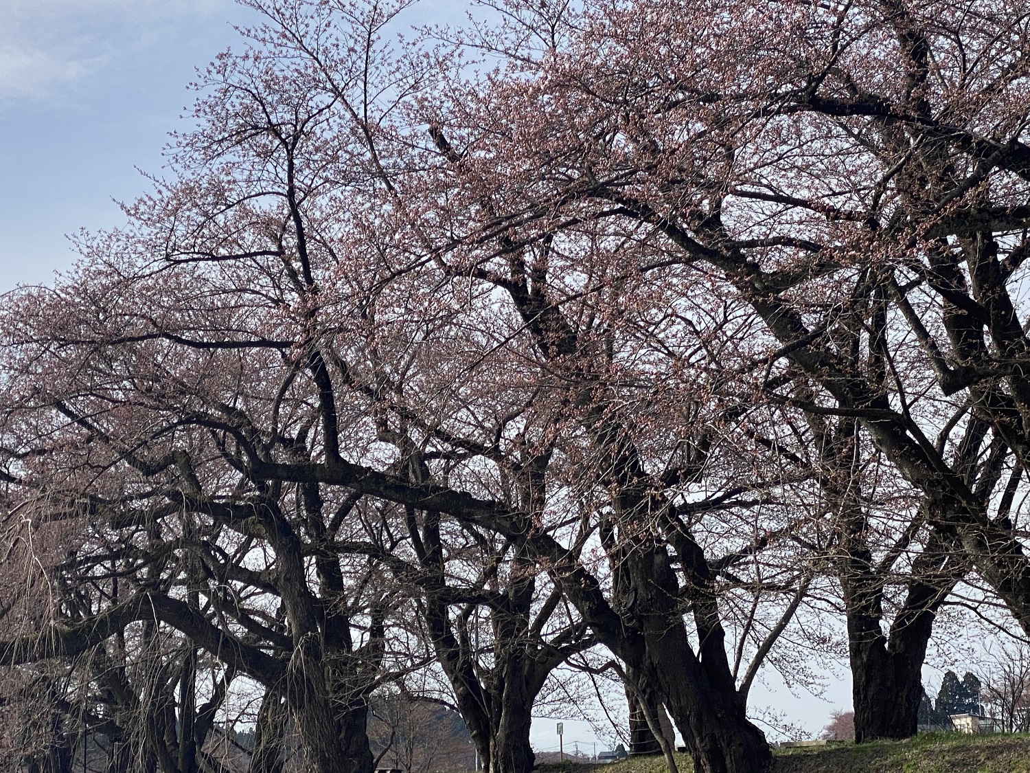 「角館の桜まつり」規模縮小のお知らせ