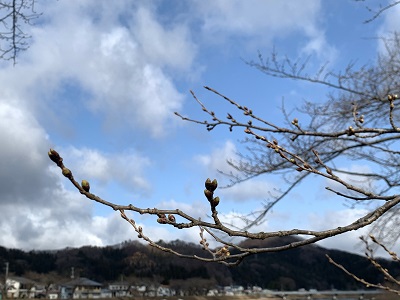 今日のソメイヨシノの様子は･･･