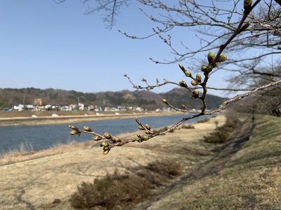 暖かい日が続いています