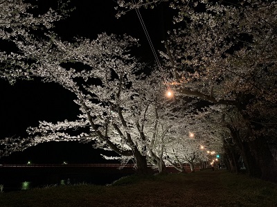 夜桜散策へ