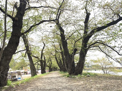 新緑が進む桜並木です