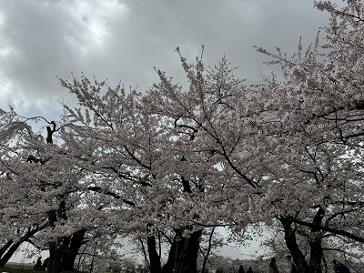 まだ満開🌸