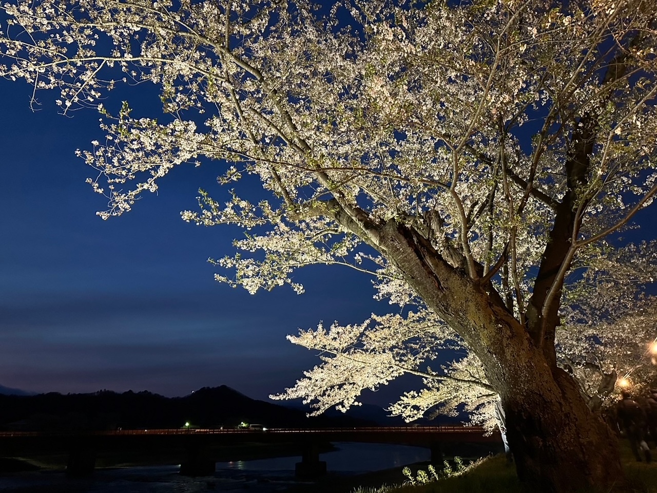 夜桜の様子です