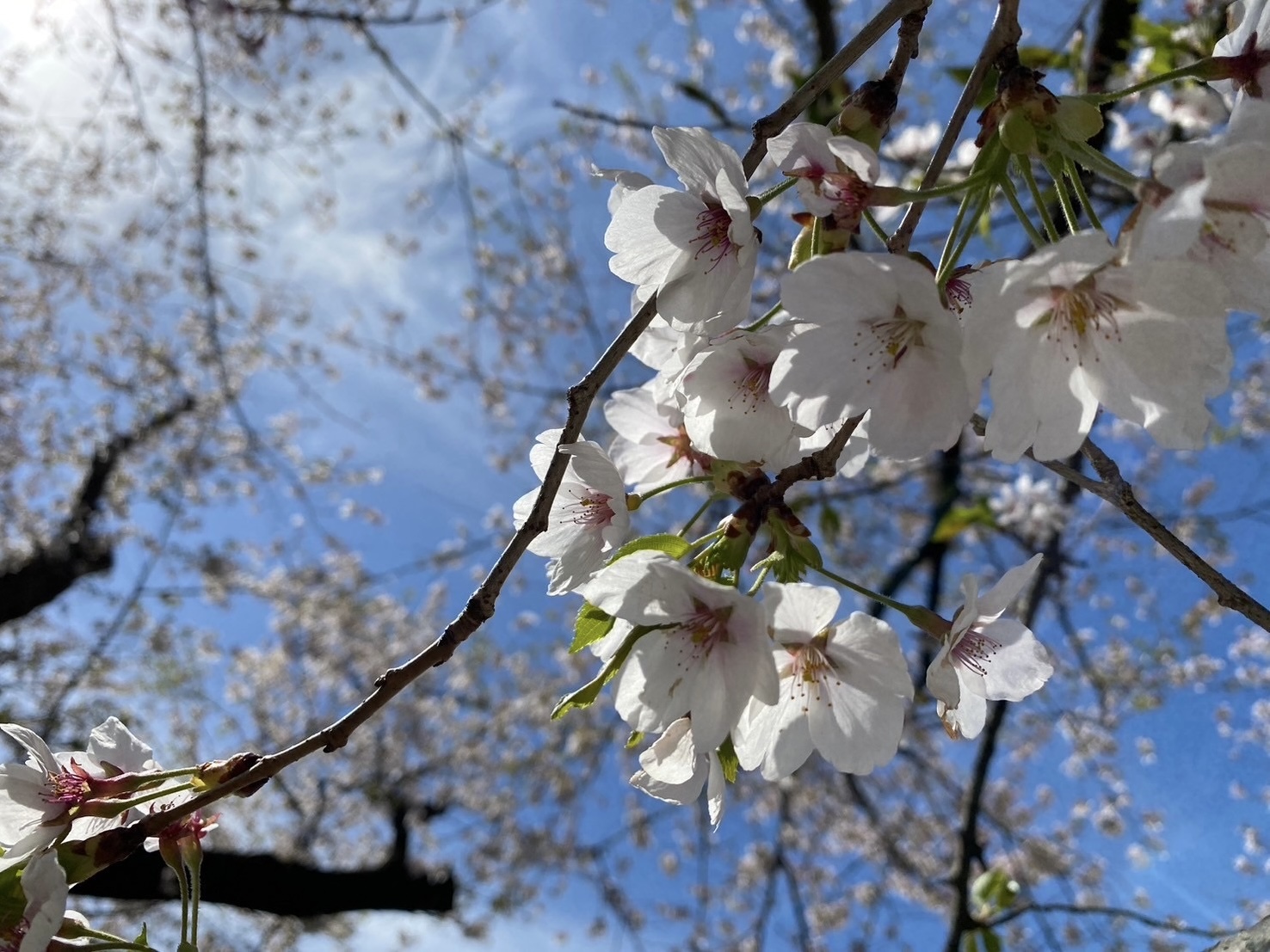本日のソメイヨシノ🌸