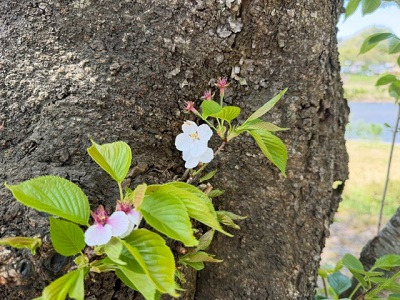 �\���C���V�m�̗l�q�ł�