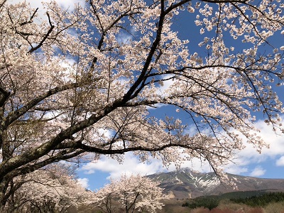 田沢湖高原の桜が見頃です