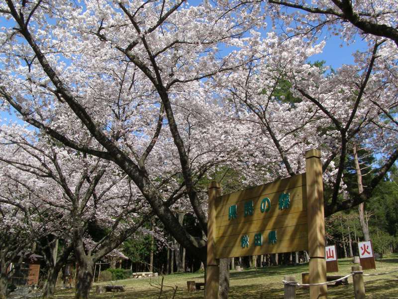田沢湖周辺の桜が見頃です 
