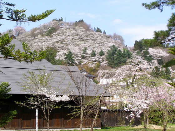 古城山の桜