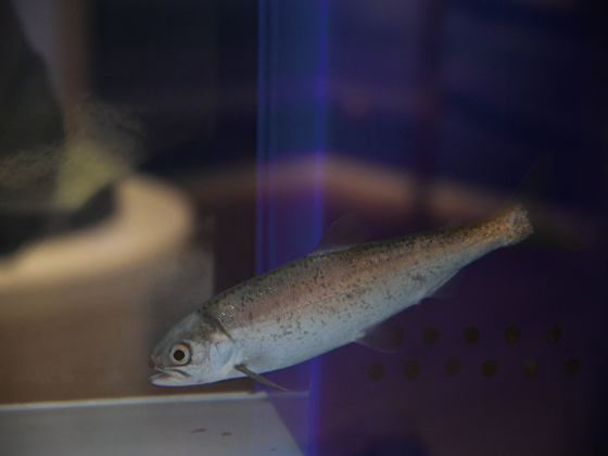 クニマスの１歳魚が田沢湖クニマス未来館へやってきました！